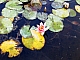 fleur d'eau.jpg